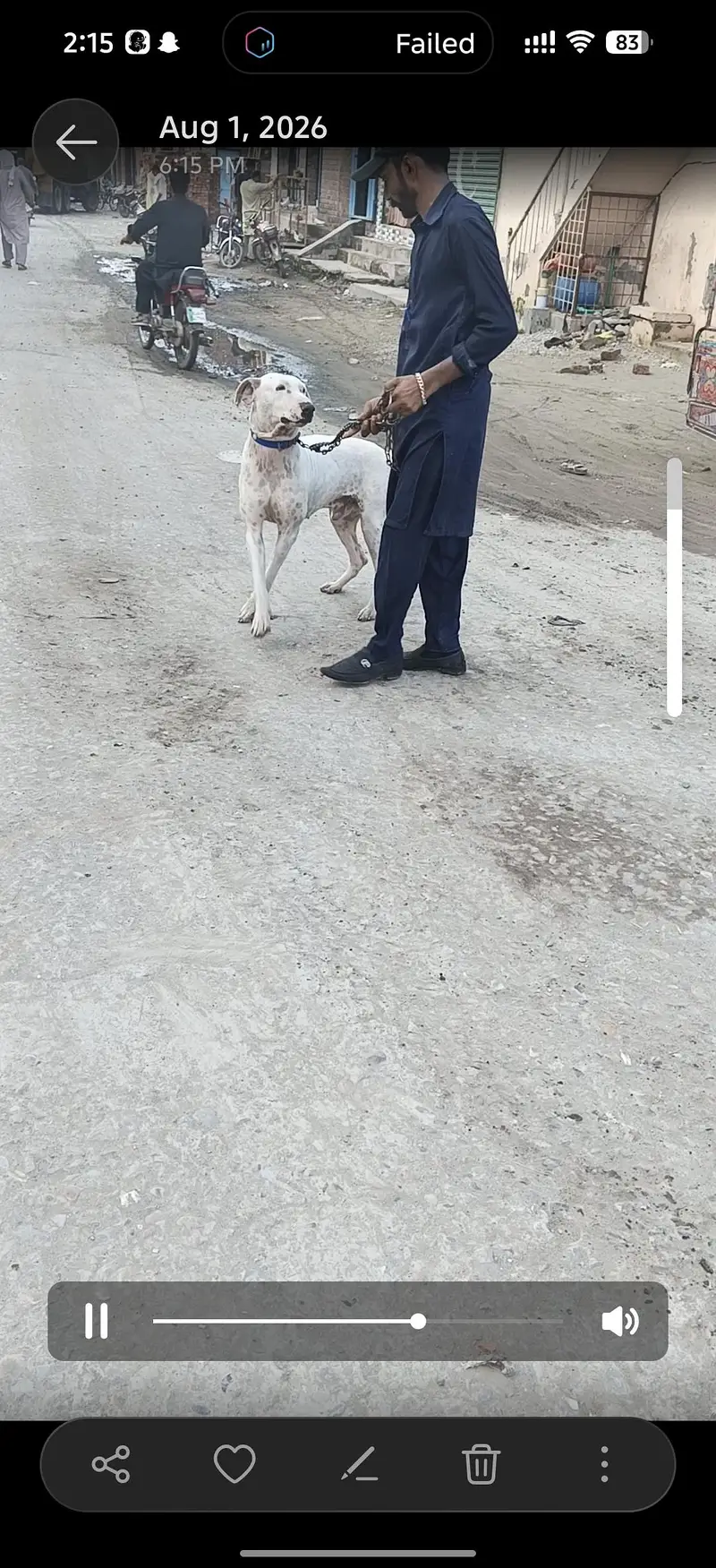 Dog for sale — photo 5