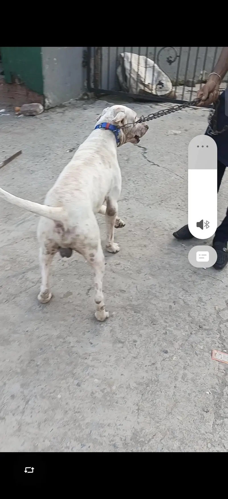 Dog for sale — photo 6