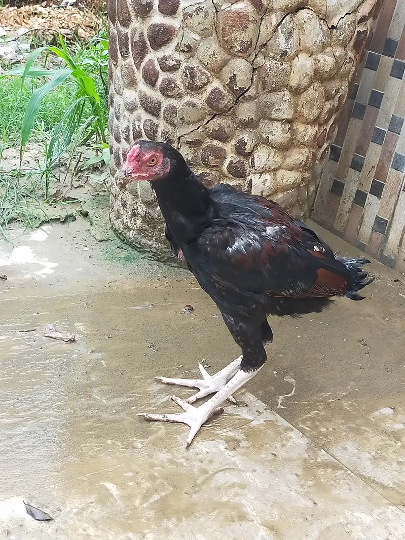 Aseel murga mianwali and thai — photo 7