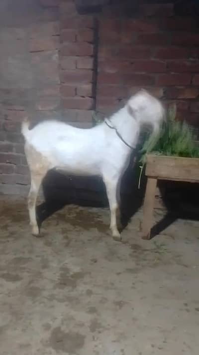 tedi Bakra for sale