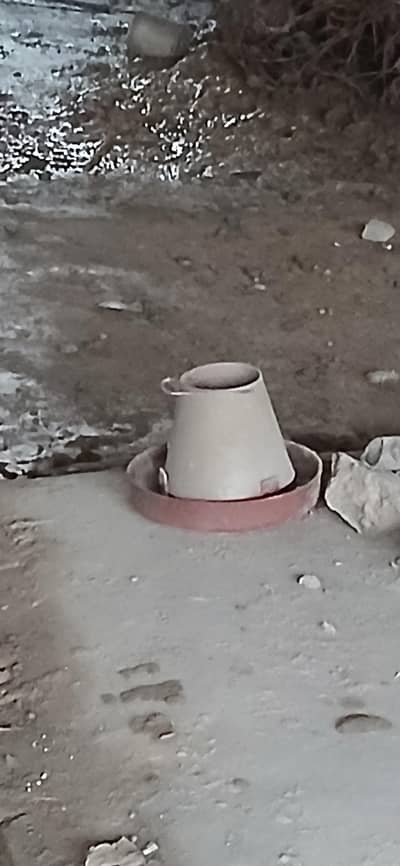 hens feed box