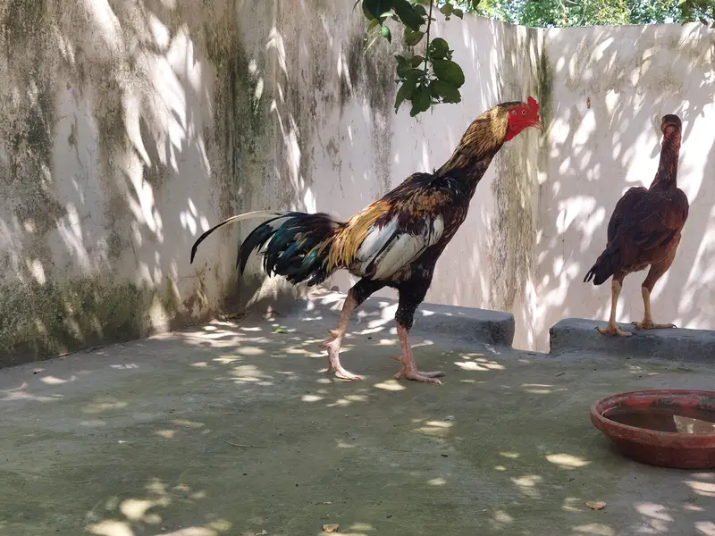 Cheena Aseel — photo 3