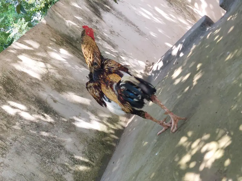 Cheena Aseel — photo 4