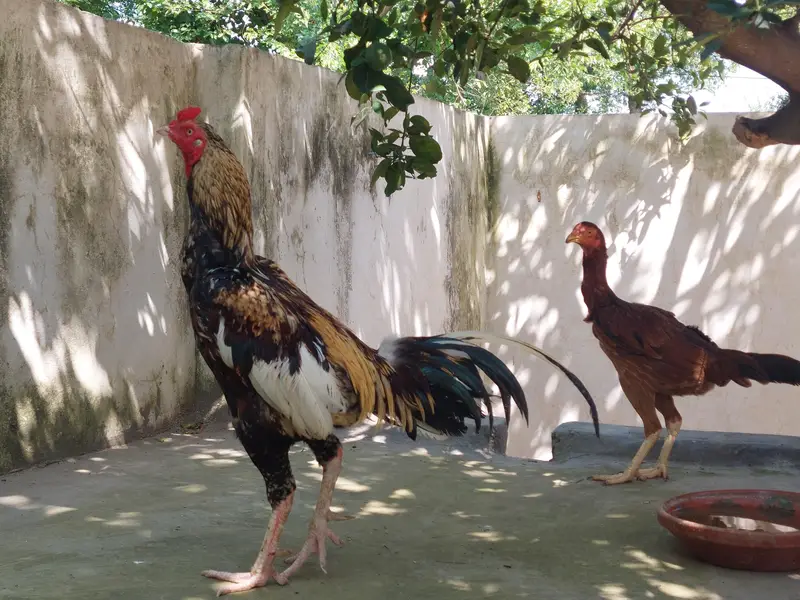 Cheena Aseel — photo 5