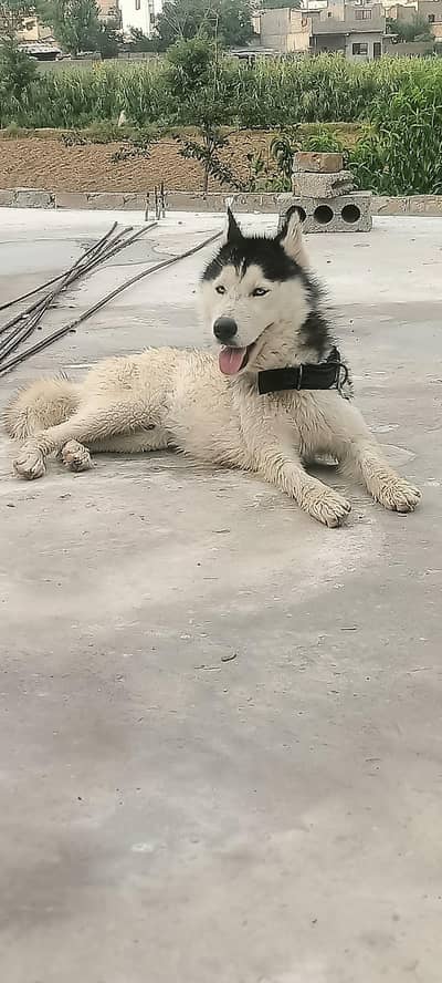 Siberian Husky