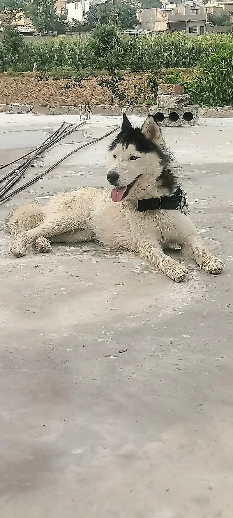 Siberian Husky — photo 3