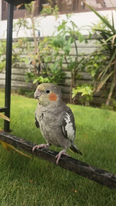 Hand Tame Cocktail Cockatiel Available for Sale