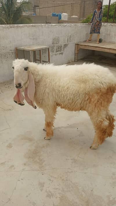 Healty and active sheep (dumba)
