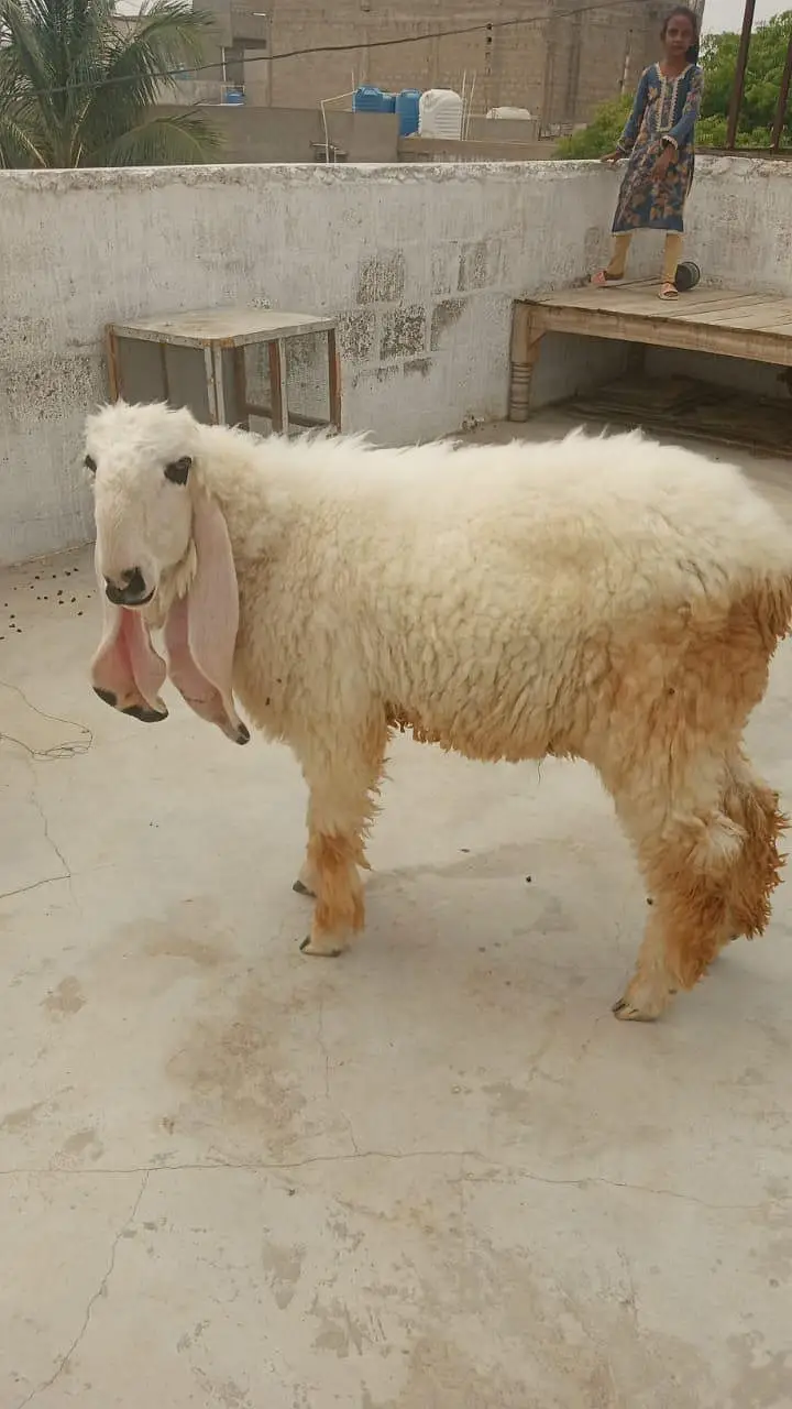 Healty and active sheep (dumba)