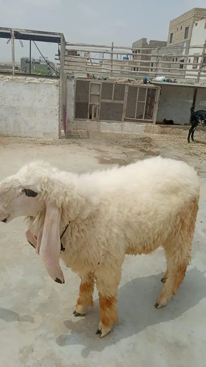 Healty and active sheep (dumba) — photo 2