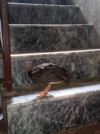 3 Chakoor for sale