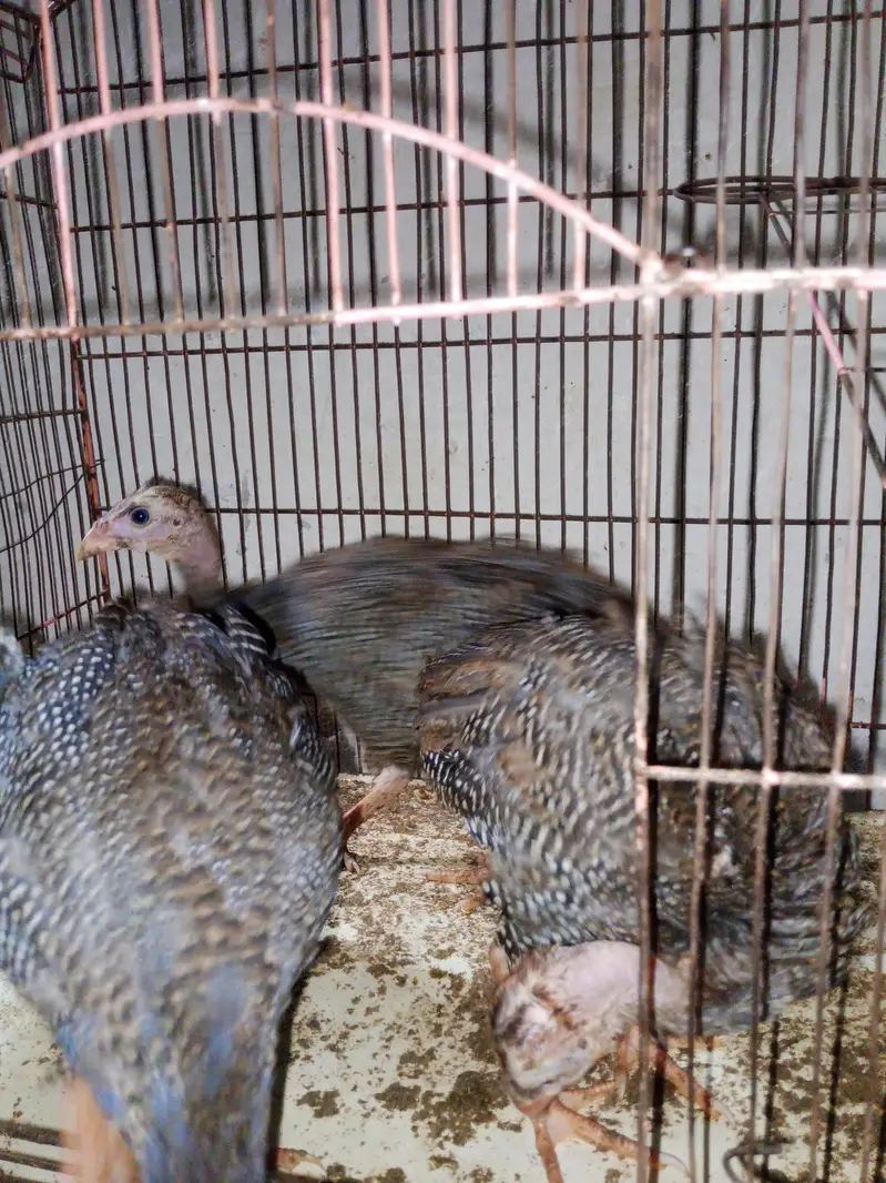 3 Chakoor for sale — photo 3