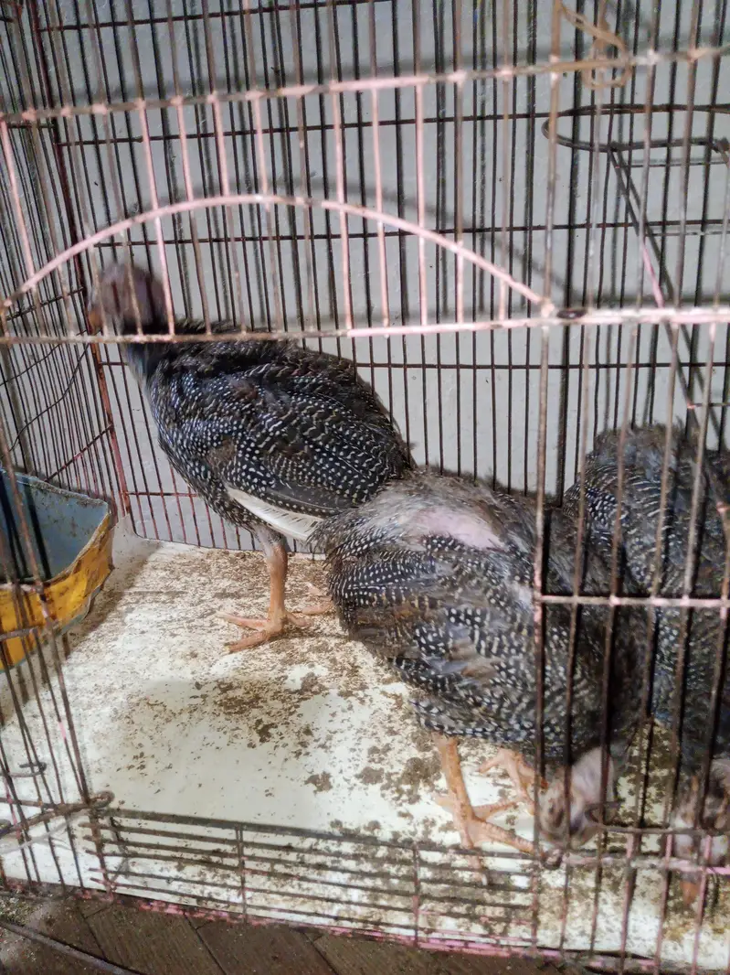 3 Chakoor for sale — photo 4