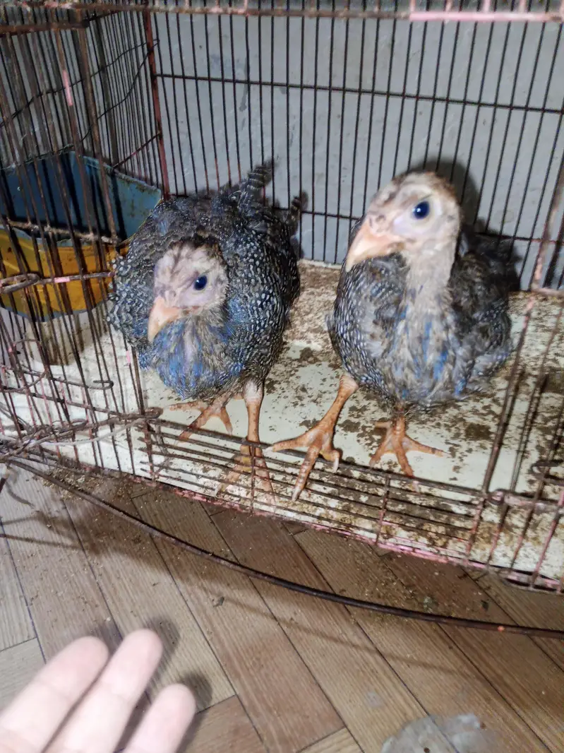 3 Chakoor for sale — photo 5