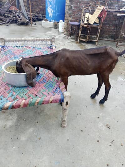 Nagri patth. beetall for. sale