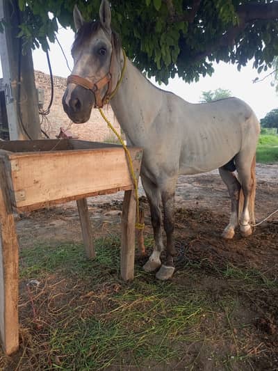 Horse for sale