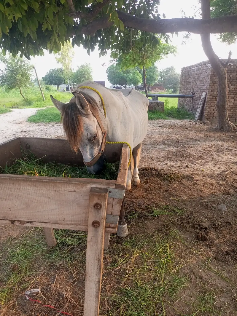 Horse for sale — photo 2