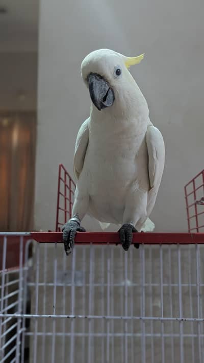 Sulphur Cocakto Parrot