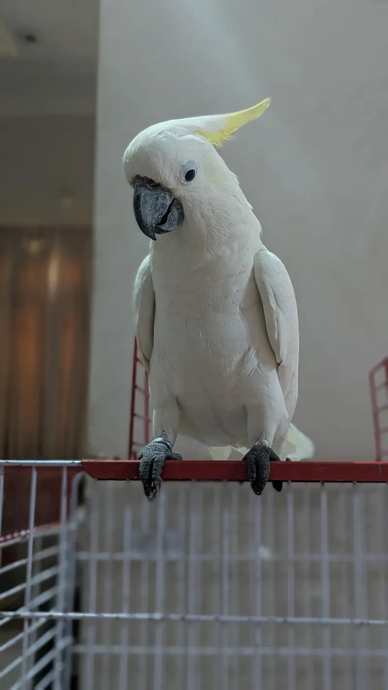 Sulphur Cocakto Parrot — photo 2
