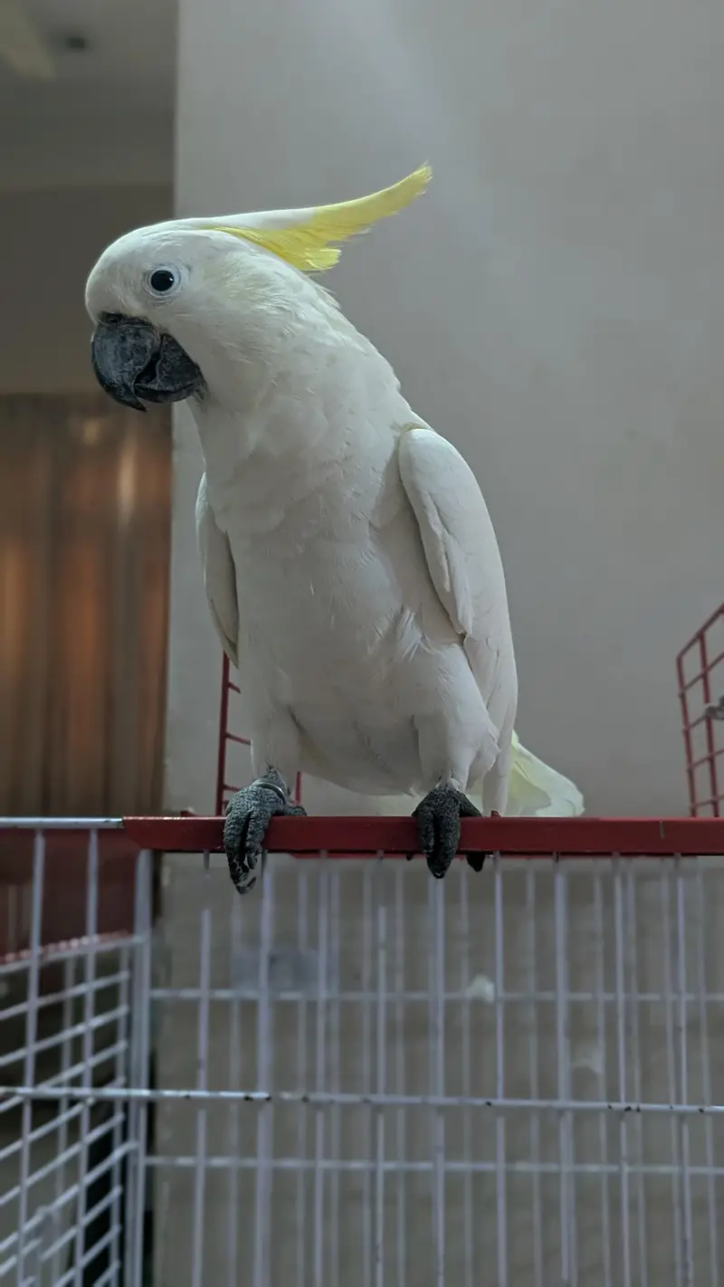 Sulphur Cocakto Parrot — photo 3