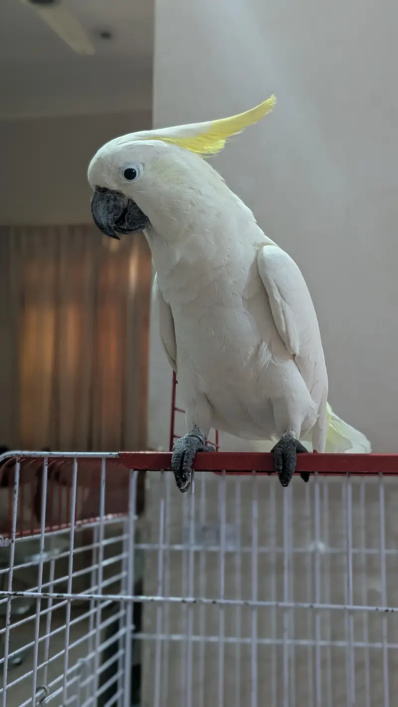 Sulphur Cocakto Parrot — photo 4