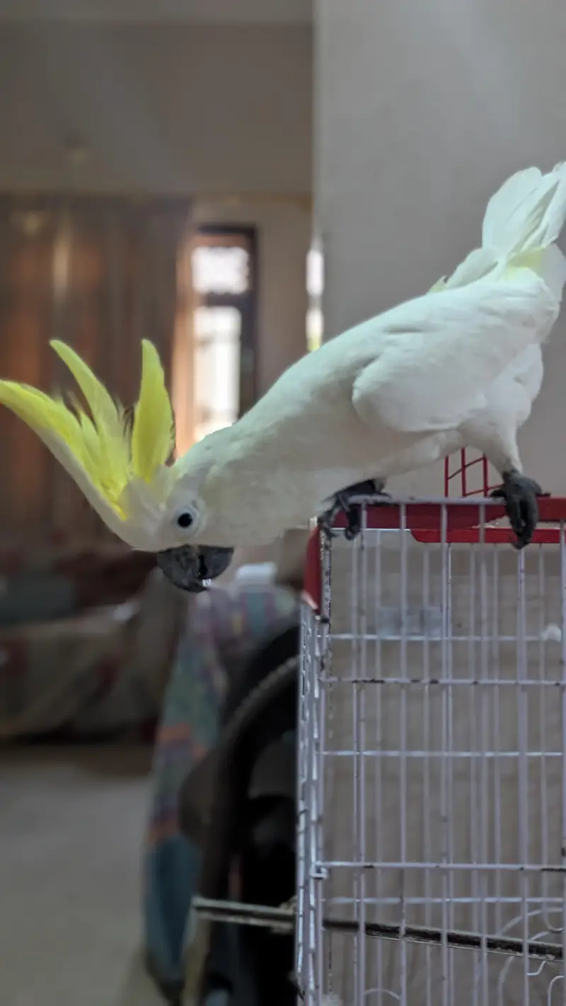 Sulphur Cocakto Parrot — photo 5