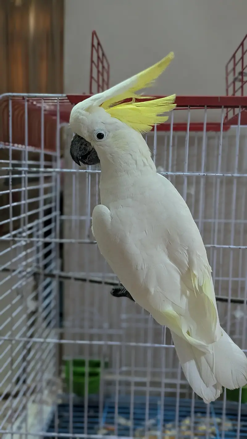 Sulphur Cocakto Parrot — photo 6