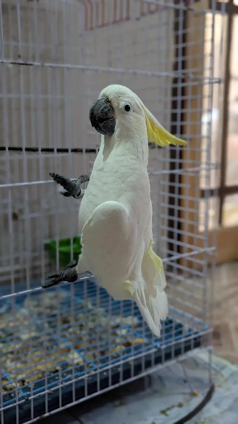 Sulphur Cocakto Parrot — photo 7