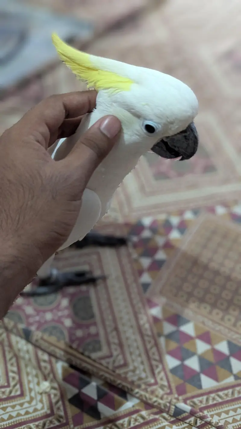 Sulphur Cocakto Parrot — photo 8