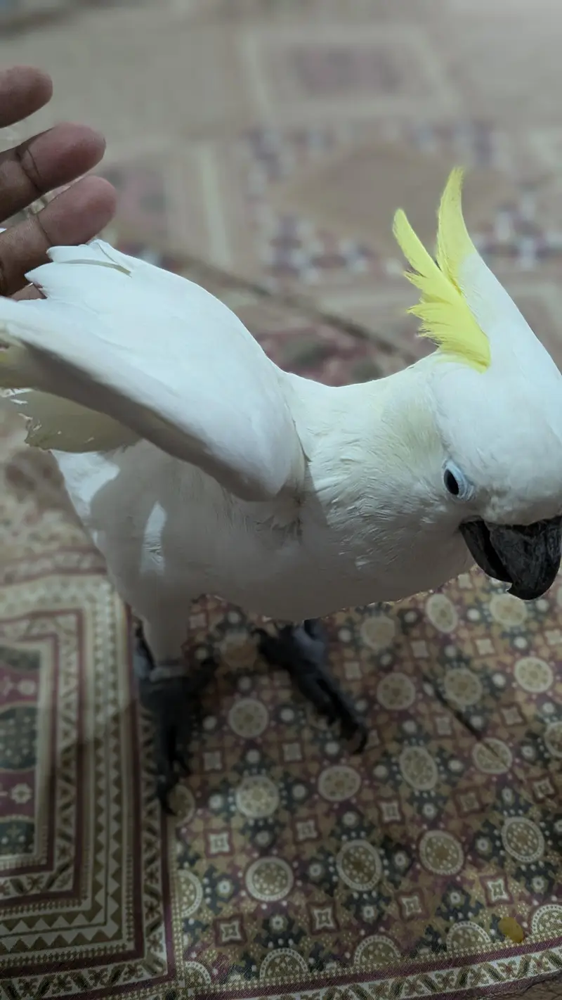 Sulphur Cocakto Parrot — photo 9