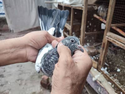 kamagar pigeons for sale