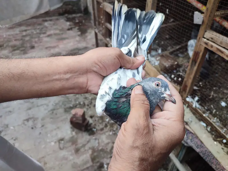 kamagar pigeons for sale — photo 2