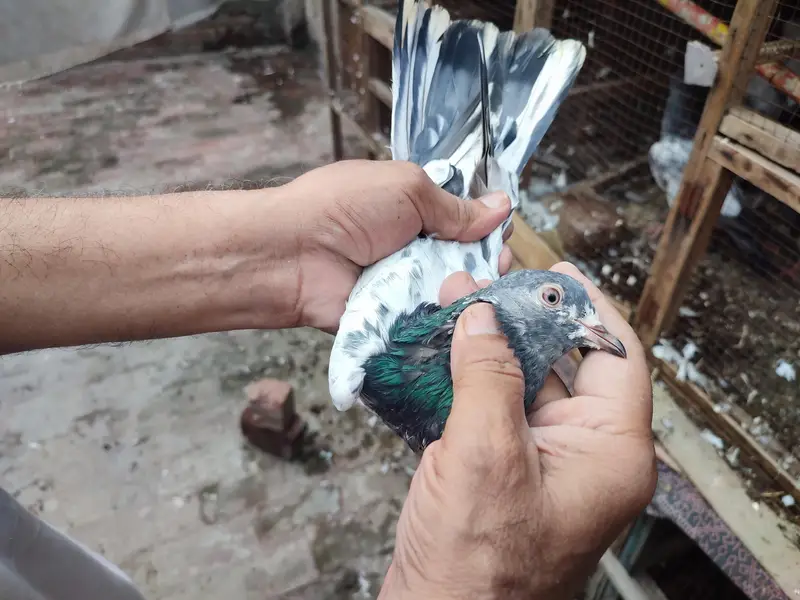 kamagar pigeons for sale — photo 3