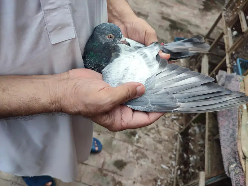 kamagar pigeons for sale — photo 4