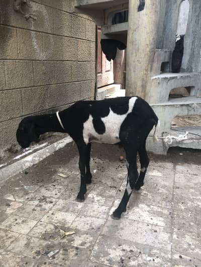 Sheep khara nasal Ka Hai bhot Piyara AbLaK Mai Hai