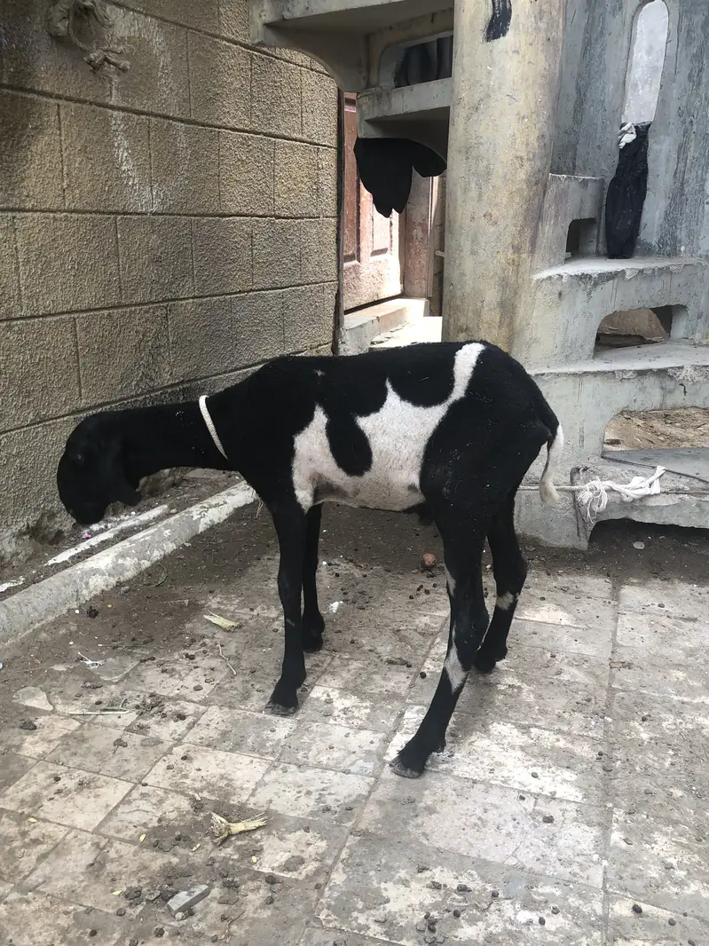 Sheep khara nasal Ka Hai bhot Piyara AbLaK Mai Hai