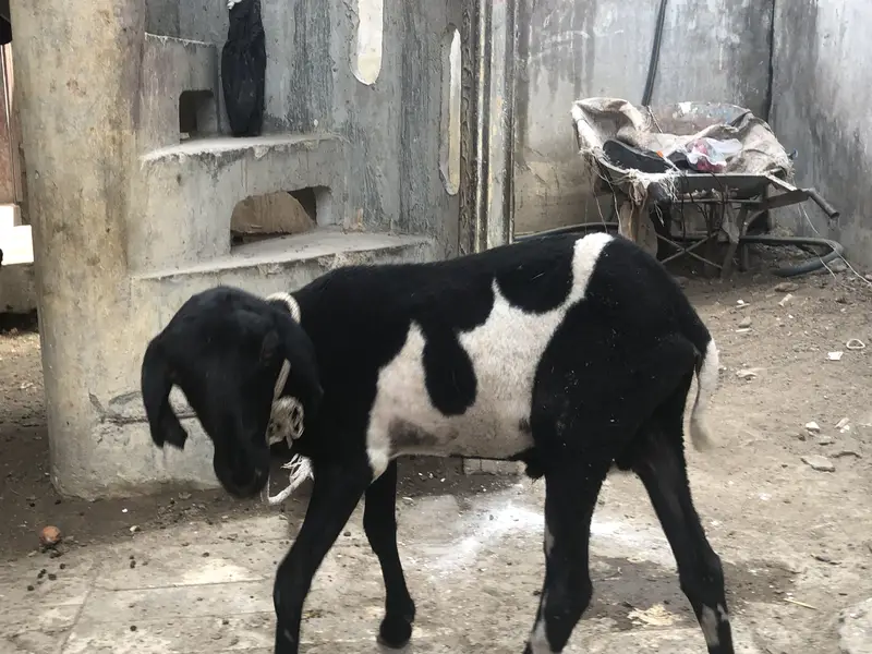 Sheep khara nasal Ka Hai bhot Piyara AbLaK Mai Hai — photo 2
