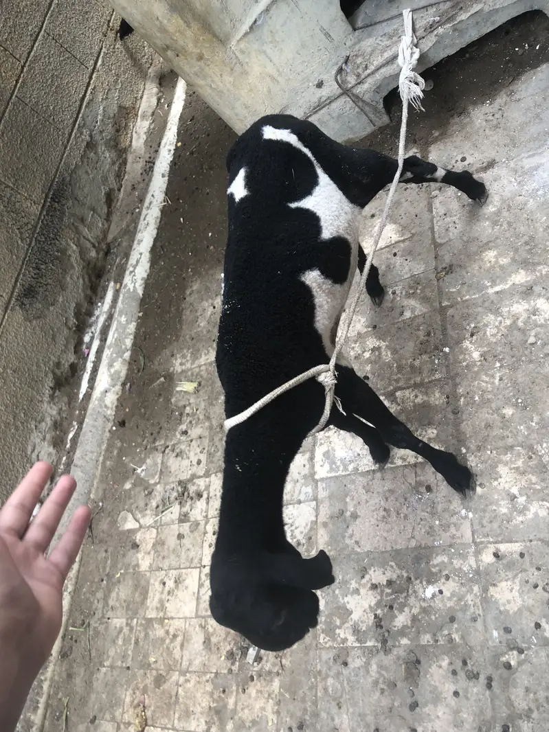 Sheep khara nasal Ka Hai bhot Piyara AbLaK Mai Hai — photo 3