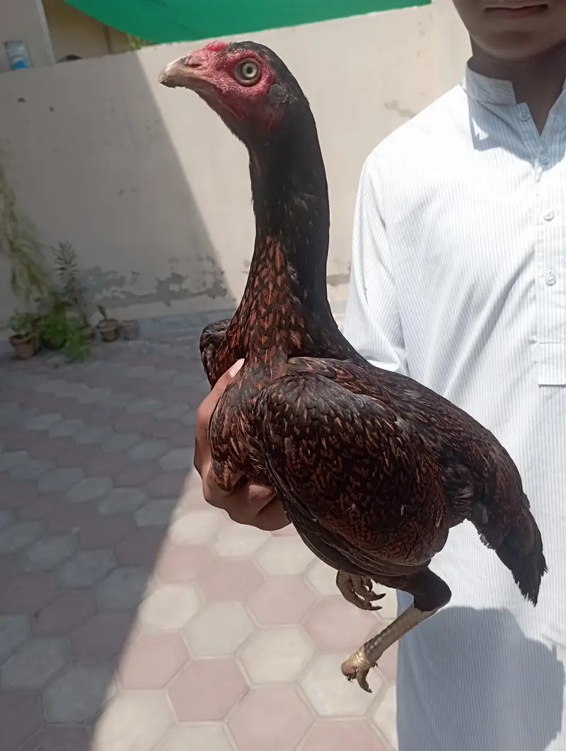 Aseel mianwalli pair — photo 3