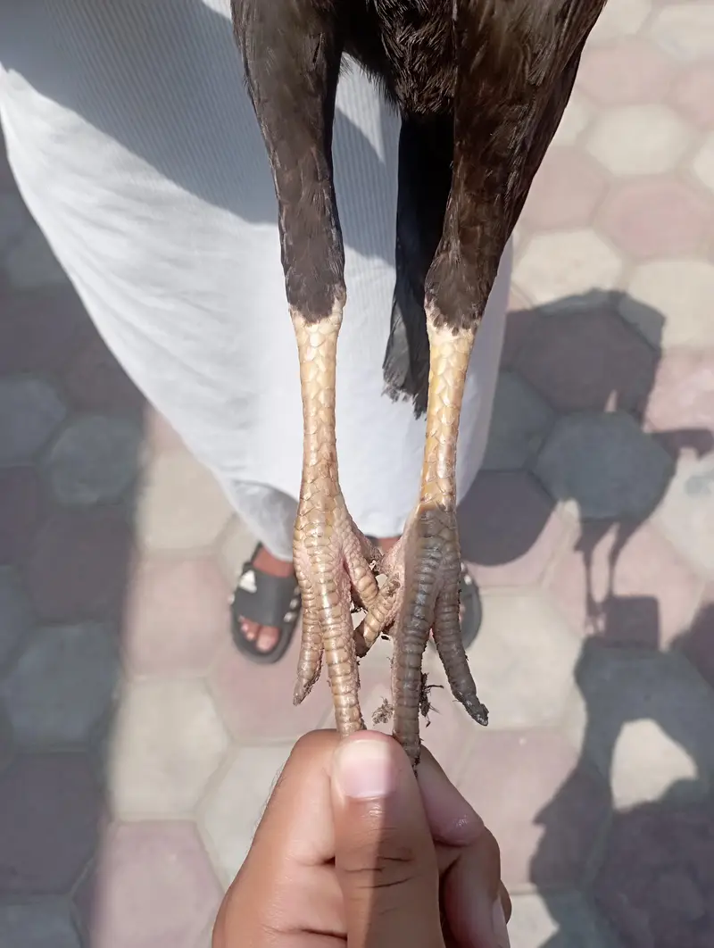 Aseel mianwalli pair — photo 4