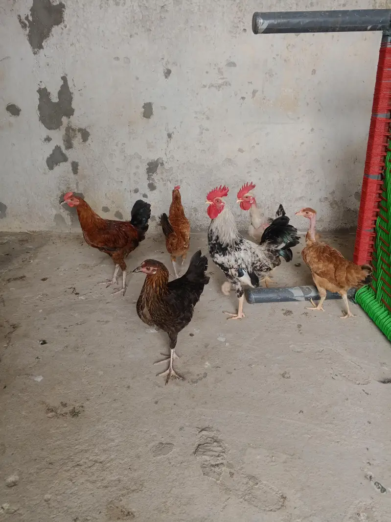 3 jora for sale urgent for sell — photo 2