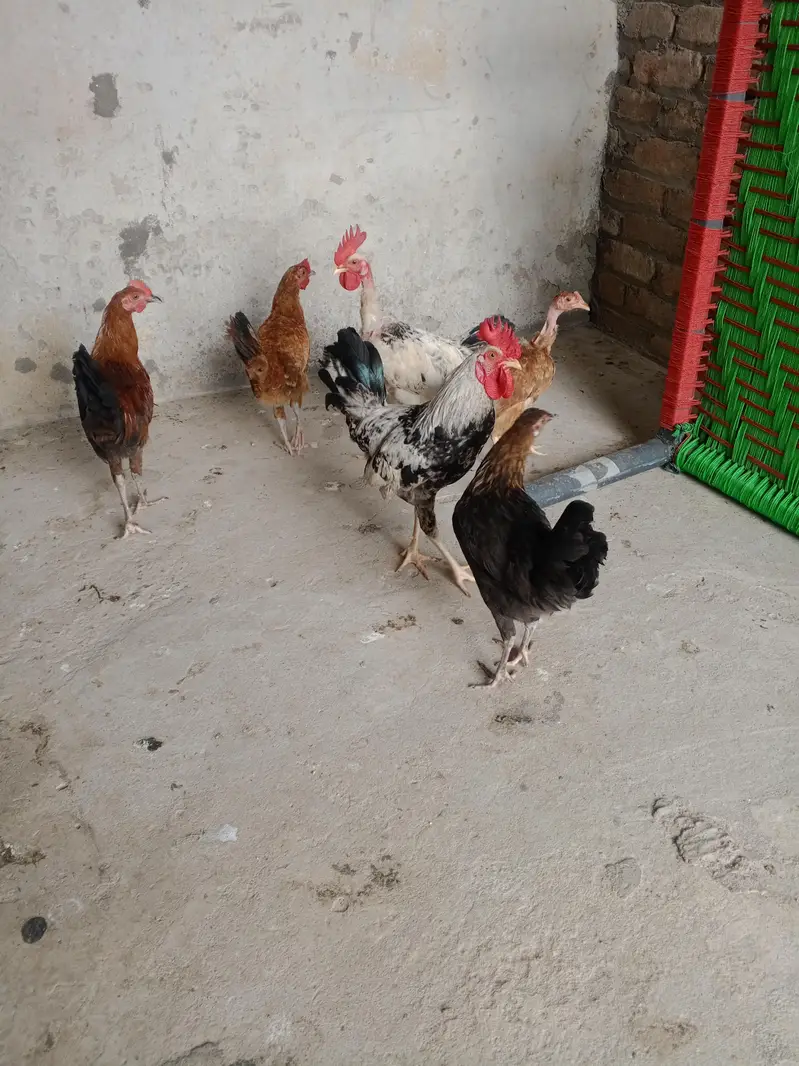3 jora for sale urgent for sell — photo 3
