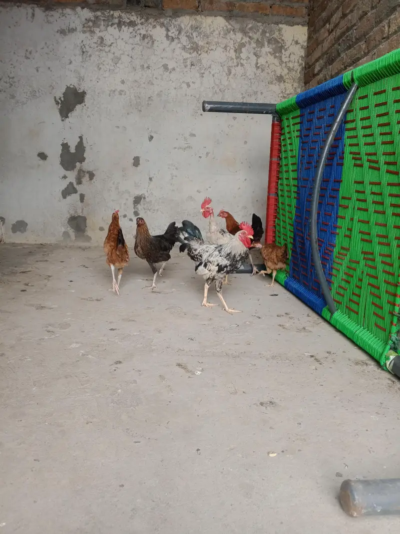 3 jora for sale urgent for sell — photo 4