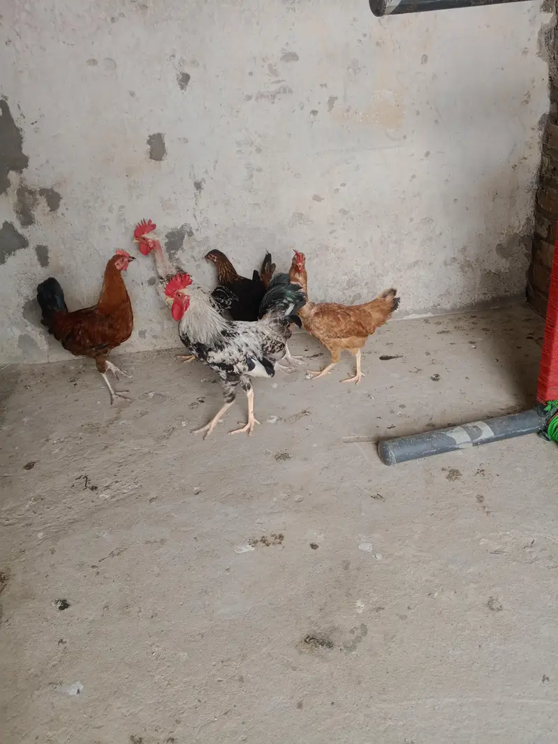 3 jora for sale urgent for sell — photo 5