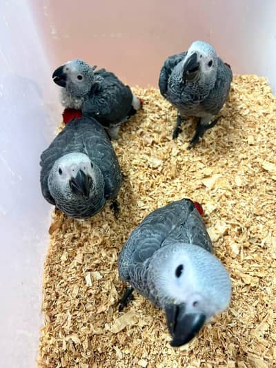 African grey parrot chicks for sale 03354887932