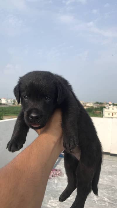 Pure labrador male puppy