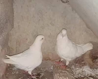 king pigeon 2 breeder pairs for sale