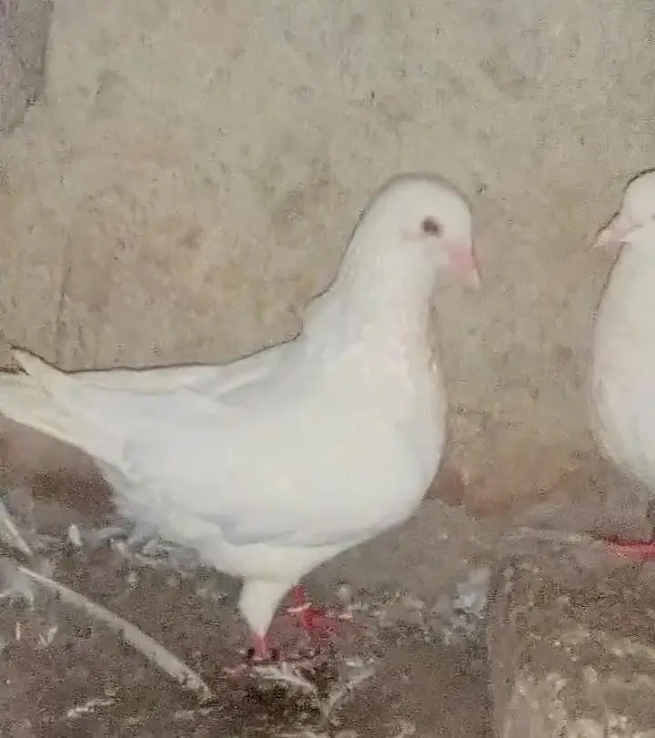 king pigeon 2 breeder pairs for sale — photo 2