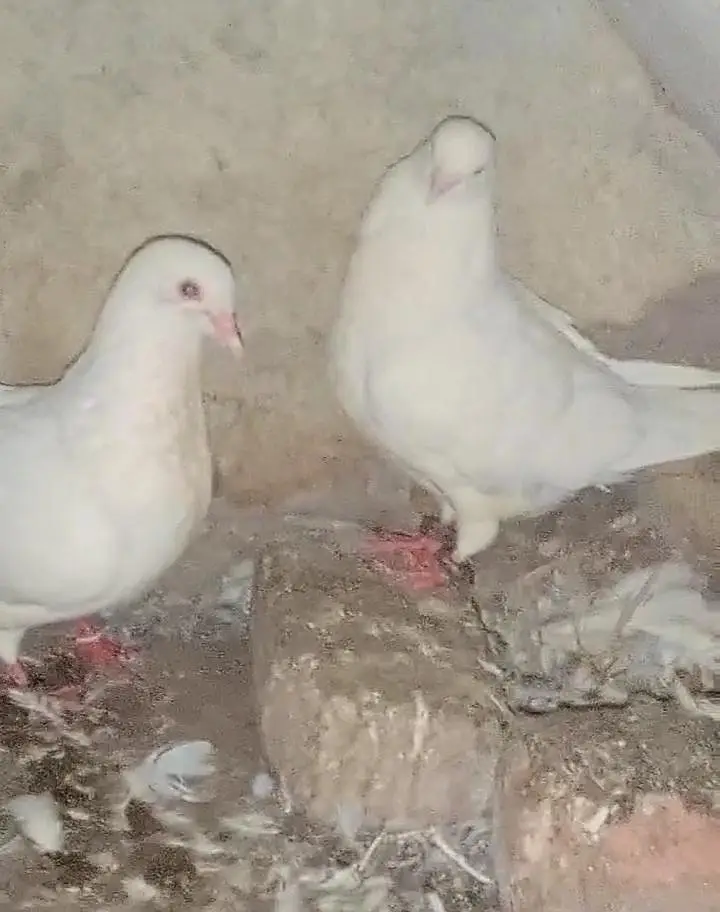 king pigeon 2 breeder pairs for sale — photo 3