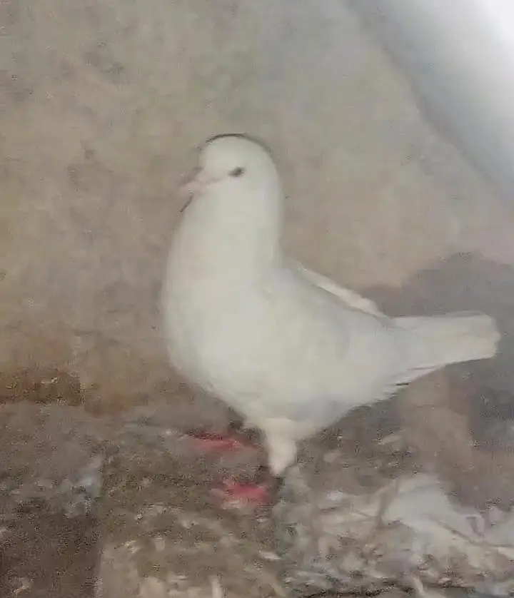 king pigeon 2 breeder pairs for sale — photo 4